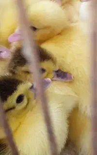 جوجه اردک اسرائیلی لاهیجان
