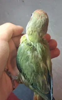 جوجه کوتوله برزیلی دم رنگین کمانی