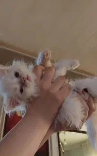بچه گربه