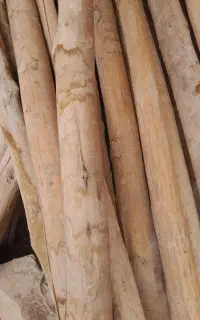 خریدتیرودرخت