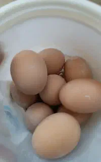 تخم نطفه دار مرغ برهما لایت