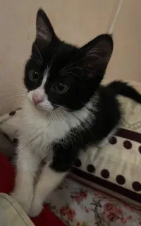 واگذاری حیوان خانگی