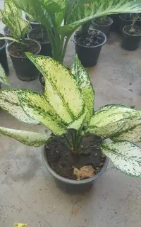 حراج گل و گلدون ۱۰۰ الی ۳۰۰