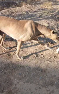 تازی نر دوساله کار بلد