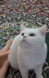گربه بریتیش سفید