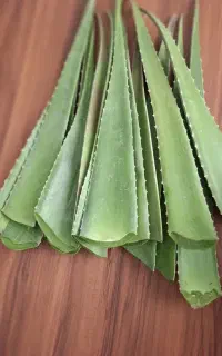 انواع گل و گیاه آلوئه ورا  و کاکتوس