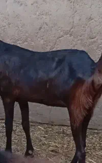 ماده اصلی هم راه دونر و یک ماده