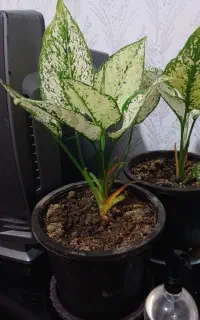 حراج گل و گیاه خانگی
