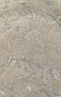کود گوسفند ومرغ