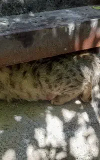 گربه وبچه هاش