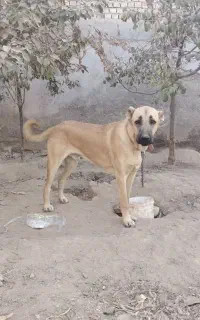 سگ گمشده