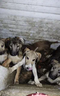 واگذاری رایگان سگ گله