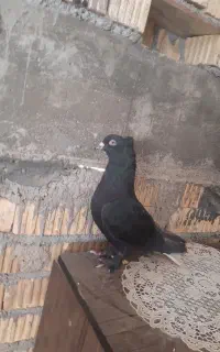 سیاه دم سفید بزن