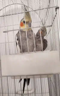 نر و ماده باهوش تخم گذار
