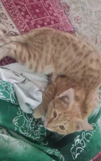 گربه خانگی بازیگوش کاملا رایگان