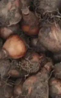 پیاز گل نرگس