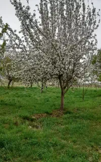 چین یونجه باغ باغچه داخل حیاط با دستگاه کوله ی
