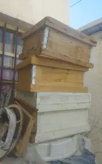 کندو زنبور عسل
