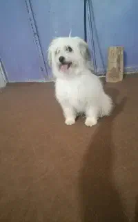 اسباب بازی سگ