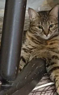 واگذاری گربه خانگی dsh