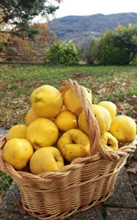 فروش نهال میوه اصلاح‌شده و پیوندی