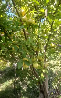 به تعدی کارگر سیب چینی نیازمندیم