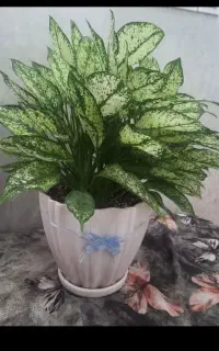 گل طبیعی