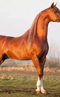 خریدو فروش اسب های عرب