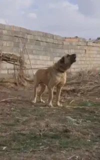 توله نر و ماده عراقی