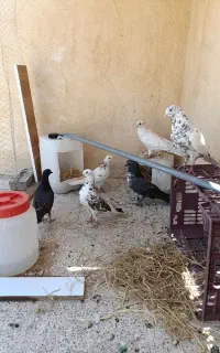 کبوتر