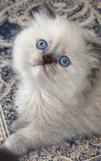 کوچولو های خرسی