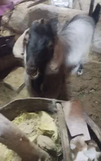 نر بز آلپاین درشت