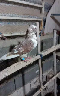 ۱۰عددکبوترپرشی عالی