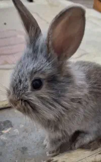 بچه خرگوش ۴۵ روز