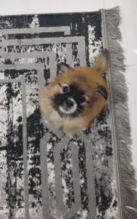 فروش سگ پامرین اشپیتز