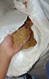 گندم
