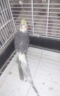 پرنده