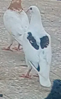 کبوتر گمشده