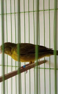 قناری سبز نر دهن زن