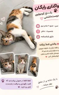 واگذاری پت گربه DSH