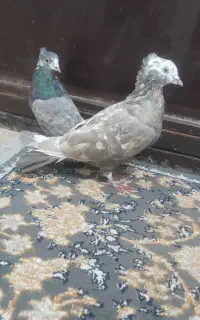 کبوتر