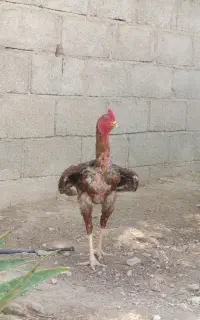 خروس و 2عدد مرغ لاری