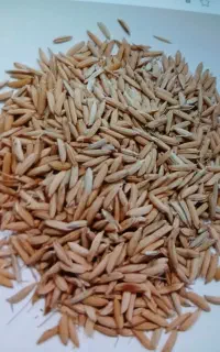 فروش بذر شالی ندا
