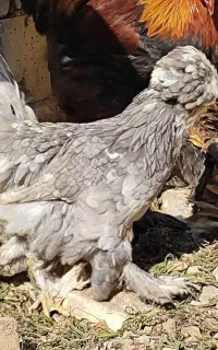 مرغ و خروس سلطان