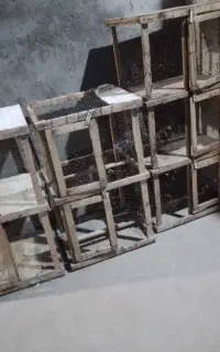قرعه برای جفت گاه