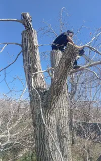 هرس کردن درخت وچوب