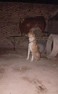 سگ دوساله سراب