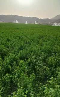 یونجه درجه یک شلیف گرفته آماده 40