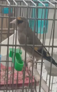 جوجه سهره قفسی