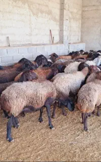 میش افشاری آبستن